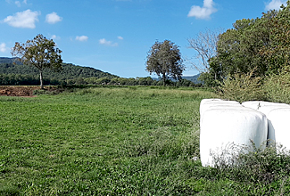 Camós